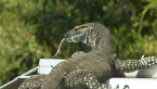 Lace Monitor
