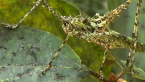 Spiny Rainforest Katydid