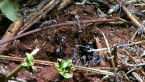 Jumper Ants Nest