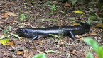 Land Mullet