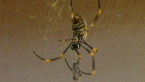 Golden Orb Spider