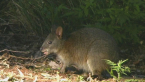 Red-necked Pademelon