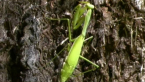 False Garden Mantis