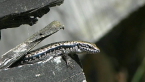 Barred-sided Skink