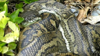 Sleeping Carpet Python
