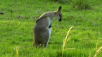 Pretty-faced Wallaby