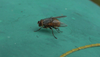 Brown Blowfly