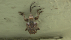 Broad-nosed Weevil