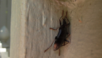 Tenebrionid Beetle