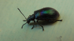 Darkling Beetle