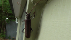 Cerambycinae Beetle