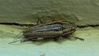 Longicorn Beetle