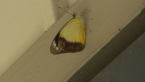 Yellow Albatross Butterfly.