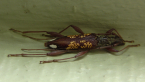 Longicorn Beetle
