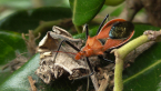 Orange Assassin Bug