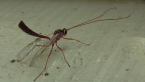 Ichneumonid Wasp