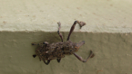 Elephant Weevil