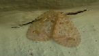 Silky Lacewing