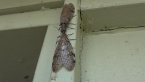 Dobsonflies