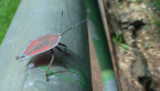 Litchi Stink Bug