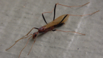 Winged Male Spider Ant