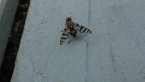 Signal Fly