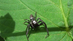 Jumping Spider