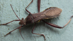 Pod-sucking Bug