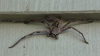 Grey Huntsman Spider