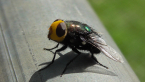 Blowfly