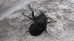 Rhinoceros Beetle