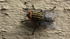 Yellow Flesh Fly