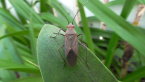 Soapberry Bug