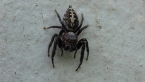 Jumping Spider