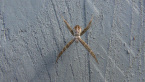 Juvenile St Andrew's Cross Spider
