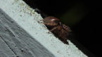 Jumping Spider