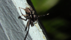 Jumping Spider