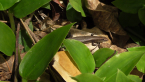 Skink