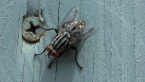 Flesh Fly