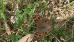 Meadow Argus