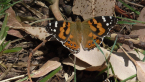 Australian Painted Lady