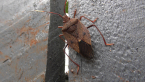 Brown Shield Bug