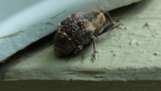 Cryptorhynch  Weevil