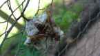 Paper Wasp