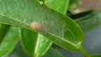 Spider with Egg Sac
