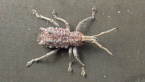Weevil