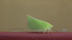 Green Planthopper