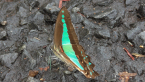 Blue Triangle Butterfly