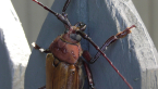 Poinciana Longicorn Beetle