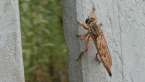 Robber Fly